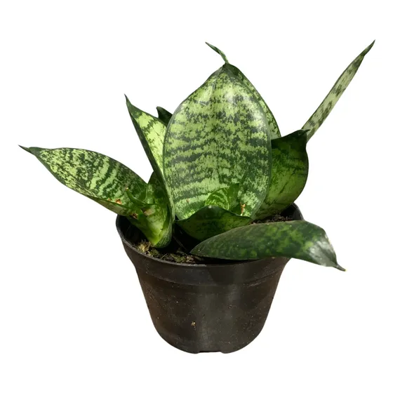Planta Muda Espada De São Jorge Sansevieria Trifasciata