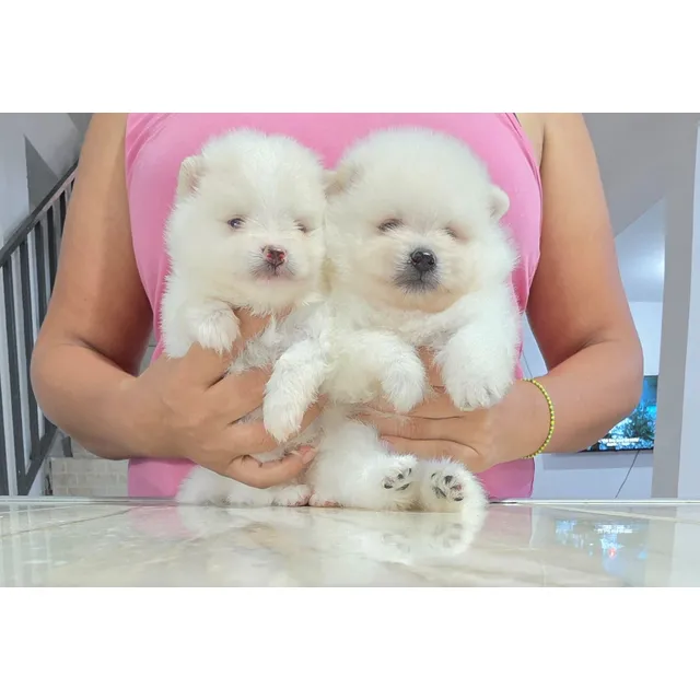 Cachorros Pomeranios Machos Cara De Oso Ful Calidad