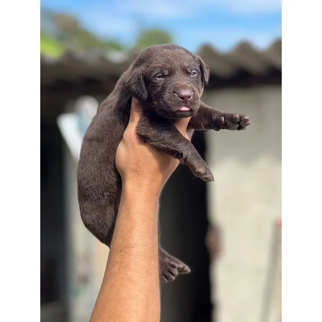 Cachorros Labrador Chocolate