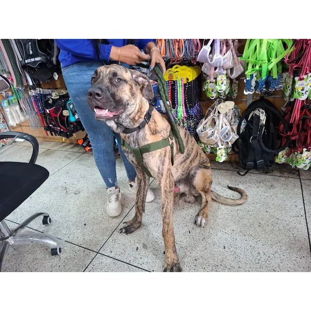 Mascotas Pechera Para Perros Grandes Arnés Calidad