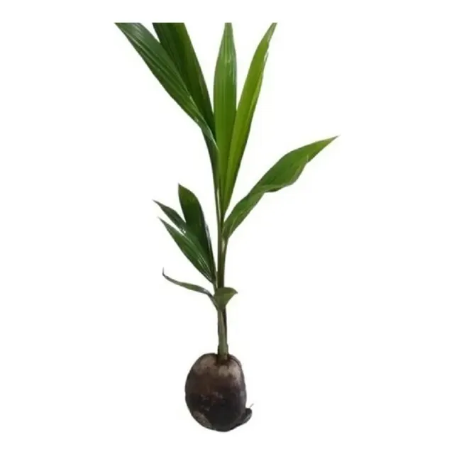  Kit - 3 Mudas De Côco Anão Precoce - Mudas Com 50 Cm