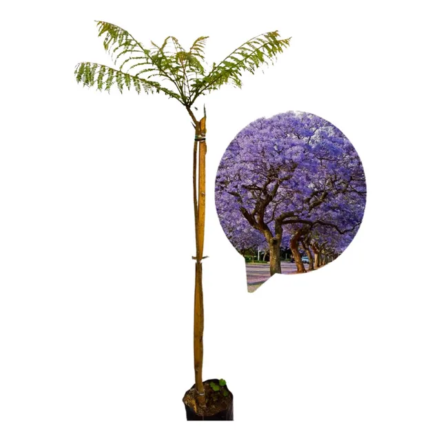 Planta Arbol Jacaranda Bonsai