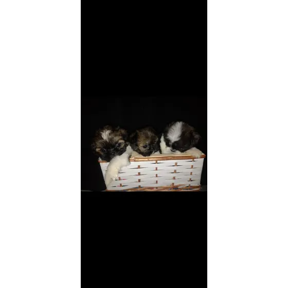 Shih Tzu Mini