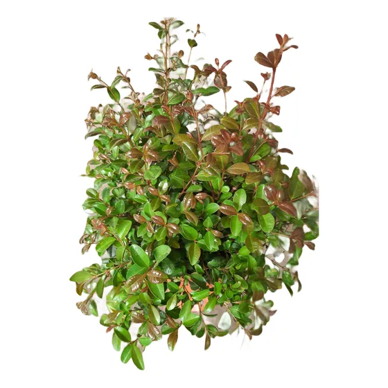 Planta Arbusto Cerco Eugernia