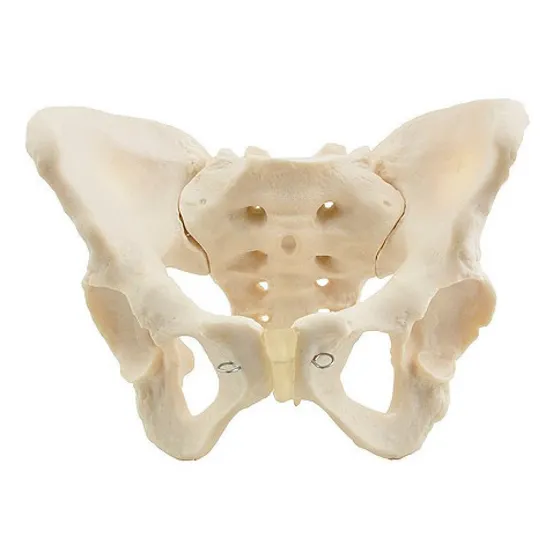Pelvis Masculina, Material Didactico, J3c119123