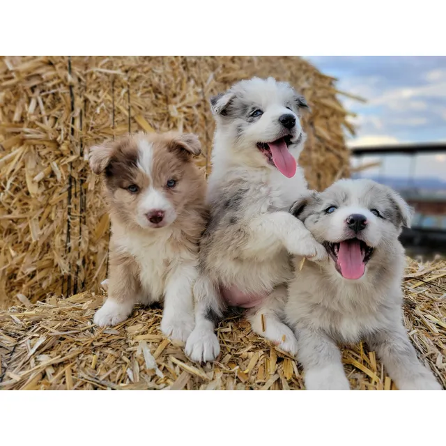 Border Collie Cachorros Pelo Largo