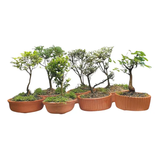 Bonsai De Colección Variados Medellín