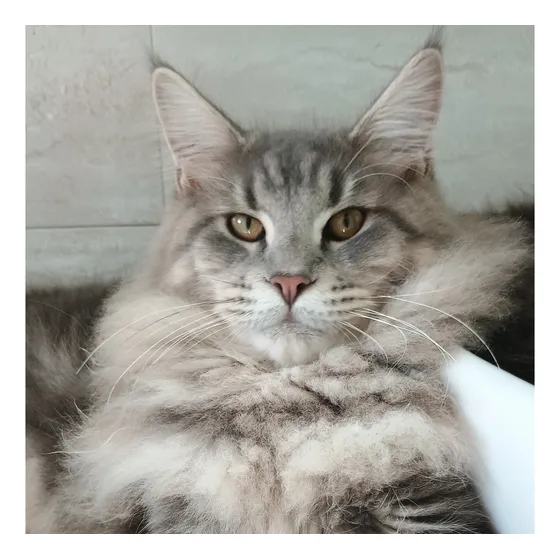 Filhotes Inteiros Maine Coon (gatil Saymon Cats)