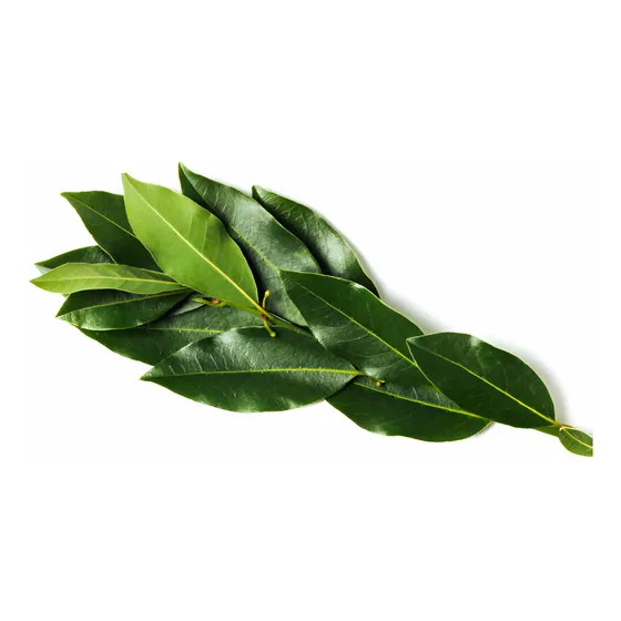 Laurel De Comer Arbol  Gratis  A Rm No A Regiones