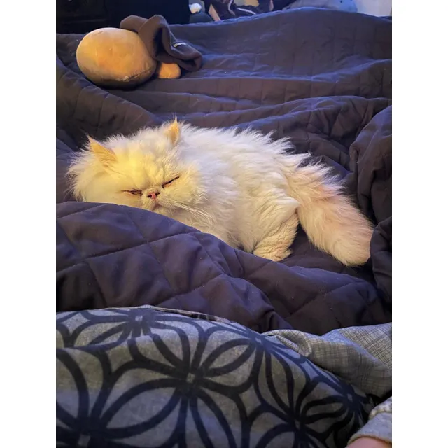 Gato Persa Hermosos