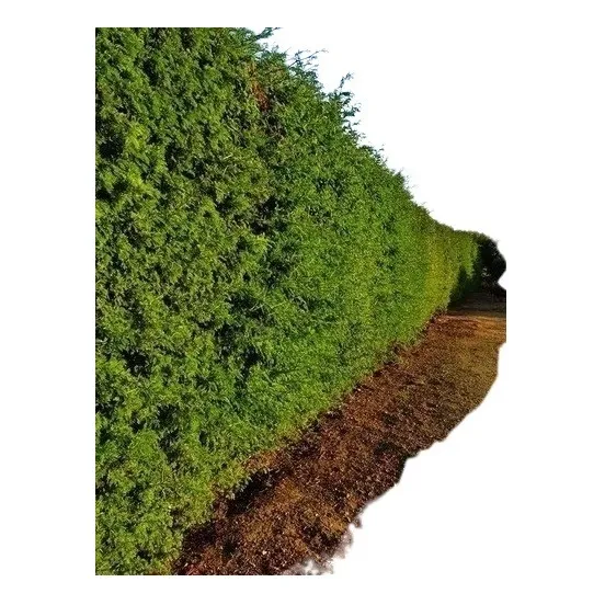 Pack 54  Plantas Acacia Capensis Para Cerco Vivo Sobre 45 Cm