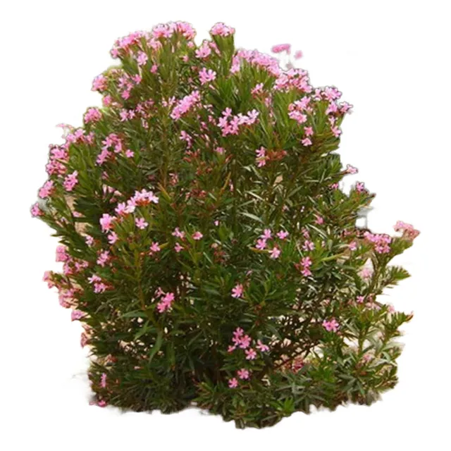 Laurel De Flor Para Cerco E. 04 Lts - Envio - Vivero Kirken