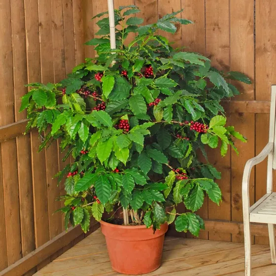 Cemeha Seeds - Semillas Arbol De Cafe Arabe Planta Enana Flo