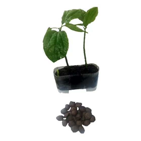 20 Pack Semillas Sacha Inchi Con Germinador