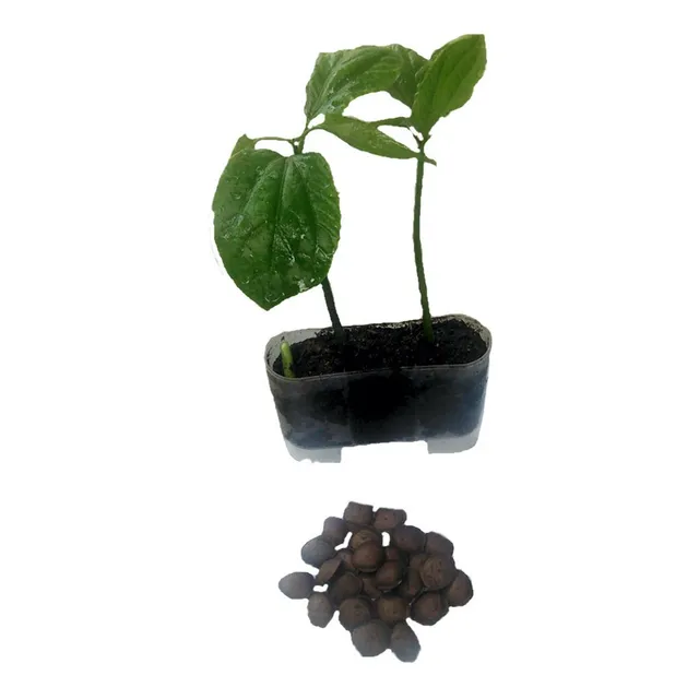 20 Pack Semillas Sacha Inchi Con Germinador