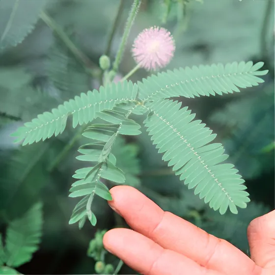 Semillas Mimosa Pudica