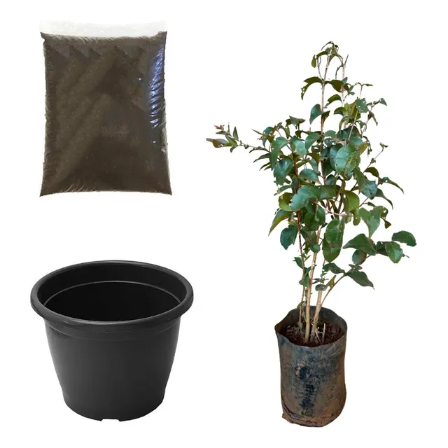 Muda De Pitanga Preta Kit Vaso + Terra Ideal Para Jardim