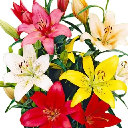 Pack Oferta! 8 Bulbos De Lilium La Altos, Colores Variados!