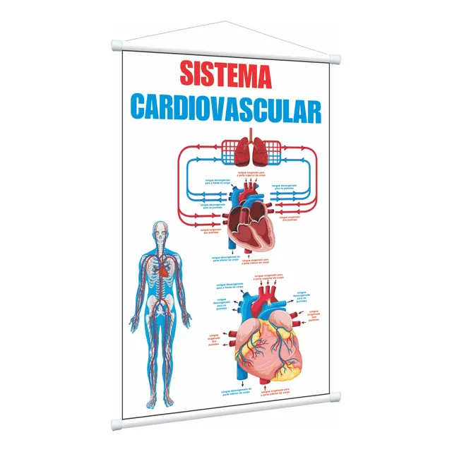 Banner Pedagógico Ciências Sistema Cardiovascular