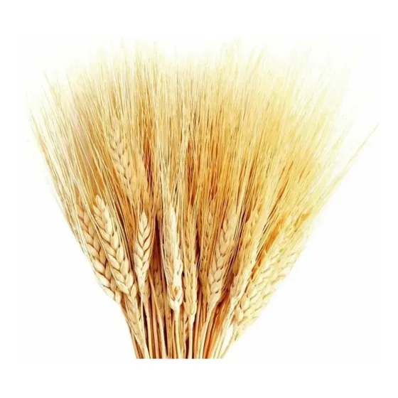 200 Trigos 65cm Secos Fechos Fardos Maços Ramos Decoração