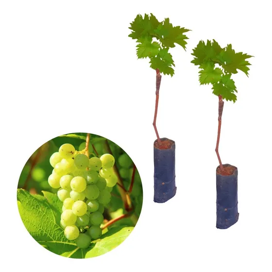 2 Mudas De Uva Thompson Enxertada Sem Caroço Rápida Produção