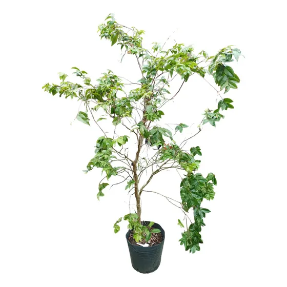 Árbol Jabuticaba Envío Gratis 