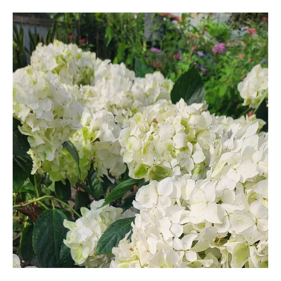Hortensias Blancas ! ( Hydrangea Paniculata  Candy Apple  )