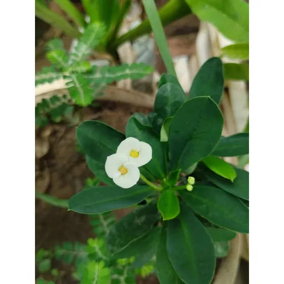 Corona De Cristo Miniatura Flores Blancas.