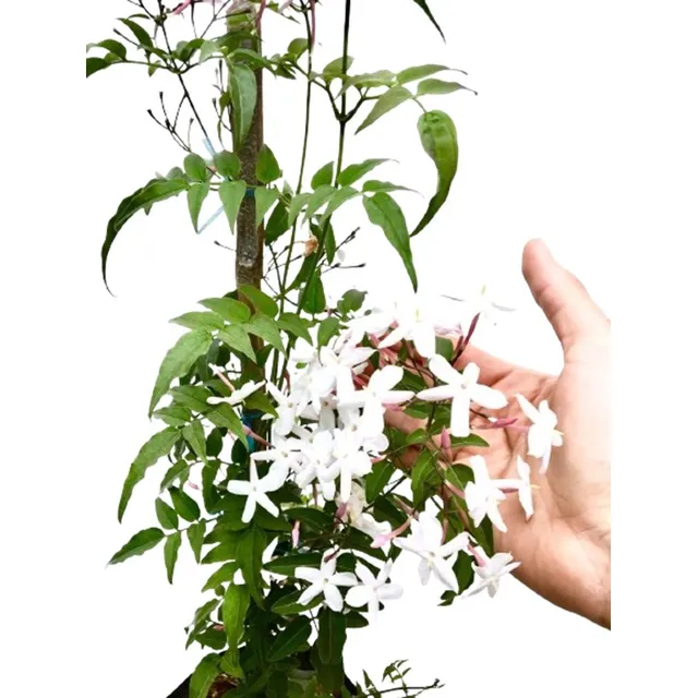 Jazmin Polyanthum  Planta Enredadera Trepadora Chino Perfume