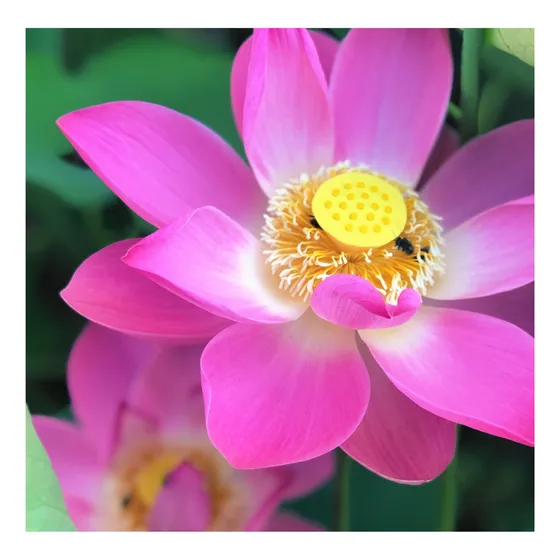 Semente Flor De Lótus Nelumbo Nucifera Rosa Lindas Mudas