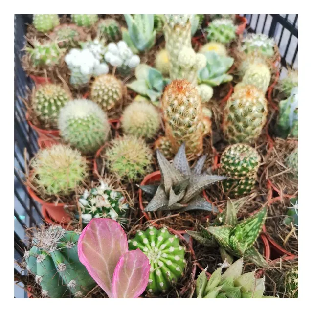 Cactus Mini En Maceta De 2 (100 Piezas)