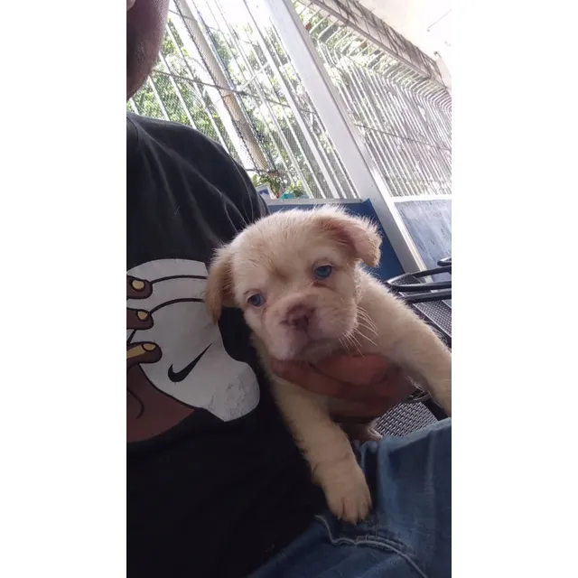 Bulldogs Francés Flufly