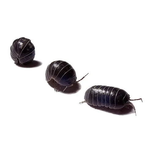 Oniscideos Isopodos Bicho Bolita X 50 Compost Alimento Vivo
