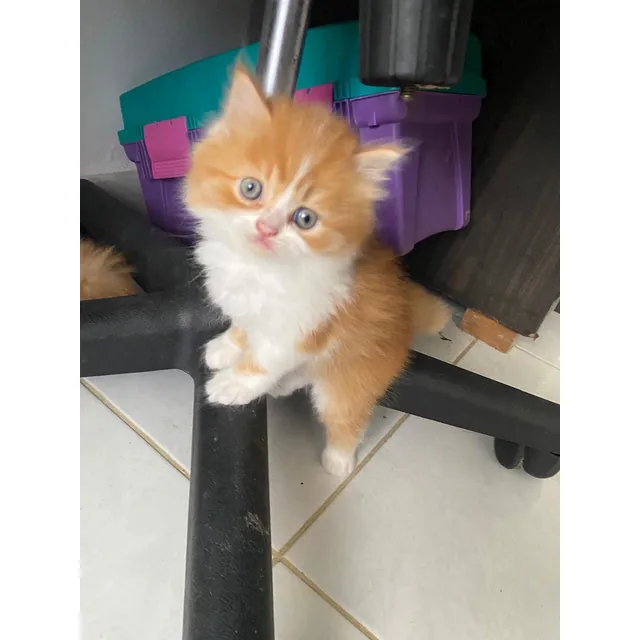 Hermosa Gatita Persa Bicolor