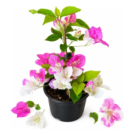 Muda Planta De Primavera Mesclada - Bicolor
