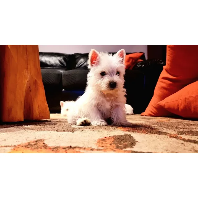 Cachorros Westy Con Pedigree.