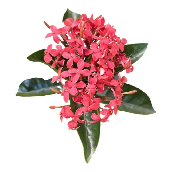 Muda De Exória Vermelha - Com Flores - Arbusto Ornamental
