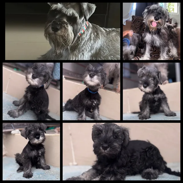 Cachorros