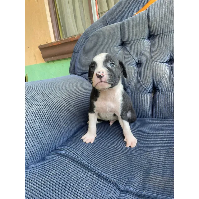 American Staffordshire Terrier 2 Meses 05 Julio 2025