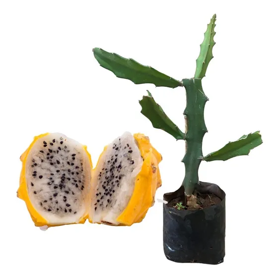 Muda De Pitaya Amarela Para Produzir 