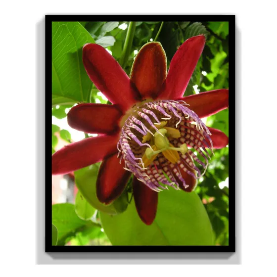 Planta Passiflora Pasionaria Alata