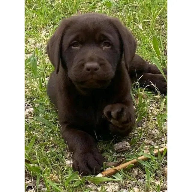 Cachorro Labrador Hembra Y Macho