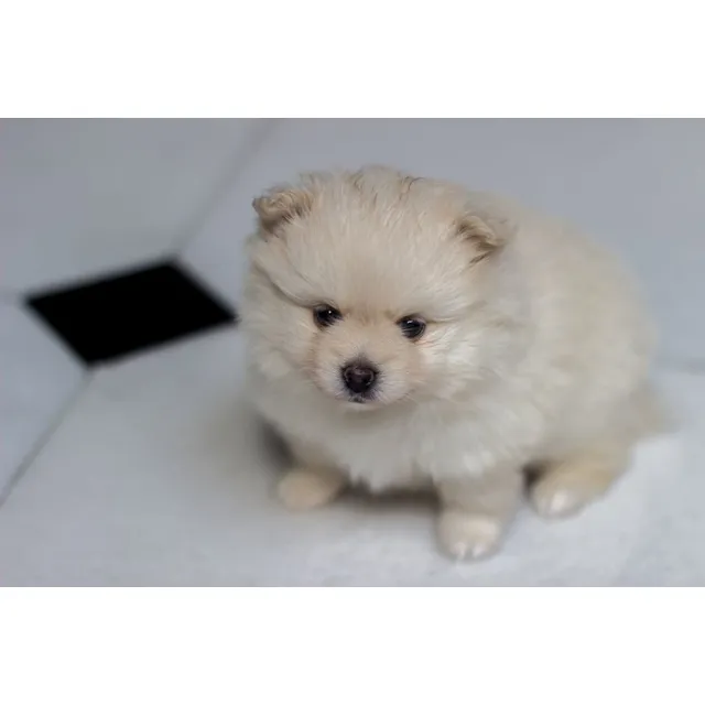 Cachorros Pomerania Mini Perros Bello Valledupar Palmira