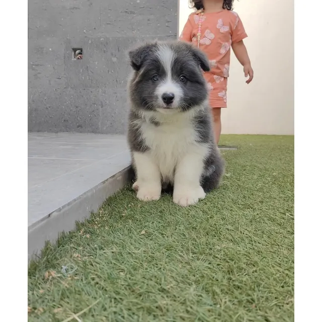 Cachorritos Border Collie