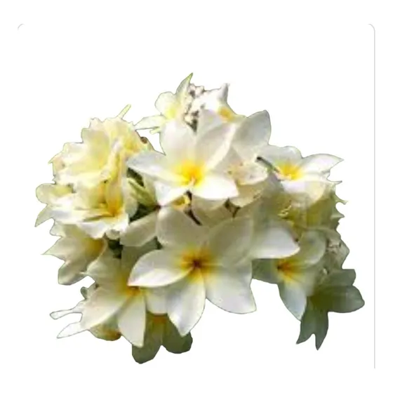 Jazmín Magno( Plumeria Rubra) 10 Litros. Naturaleza Activa 