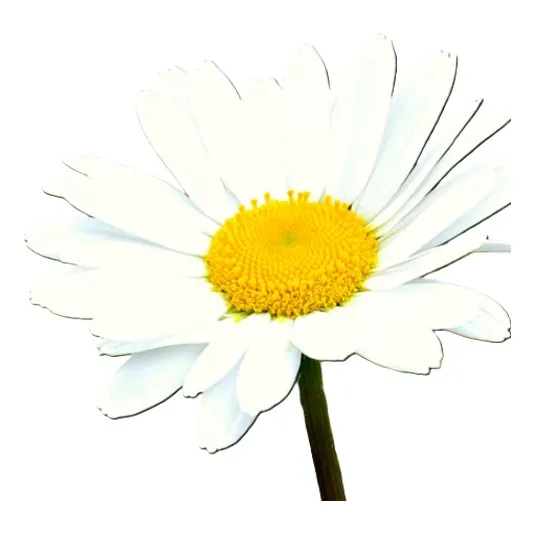 Sobre Para Sembrar 50 Plantas Margaritas Margariton Blanco