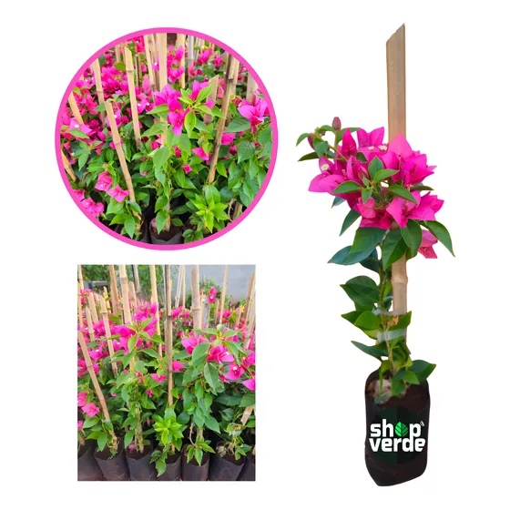 Linda Muda De Primavera - Sem Espinho - Variegata Flor Rosa