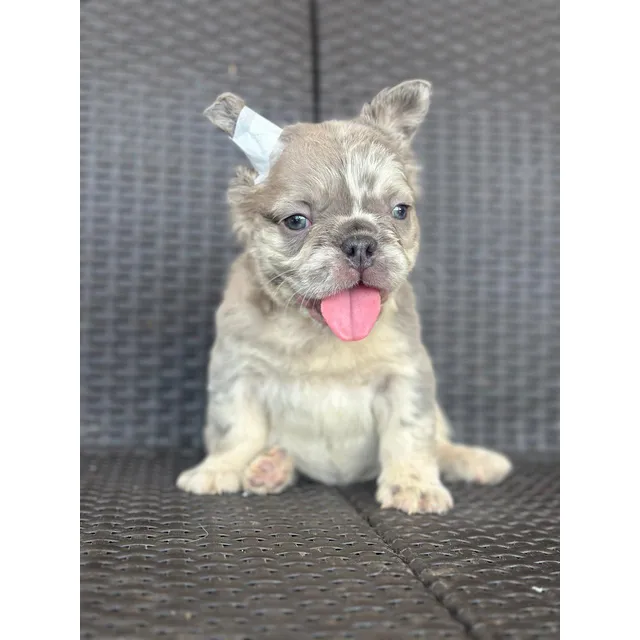 Cachorro Bulldog Francés Fluffy Lilac Merle Macho