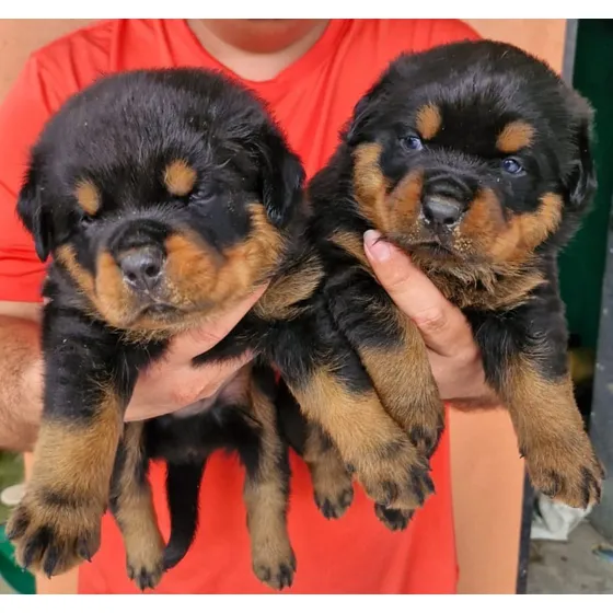 Rottweiler Listos Para Entrega 22 De Junio 2025