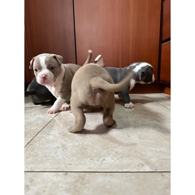 American Bully Pocket